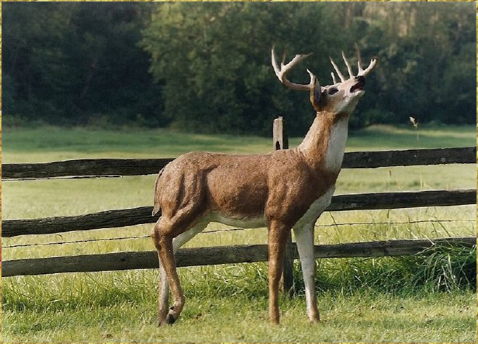 Standing Deer